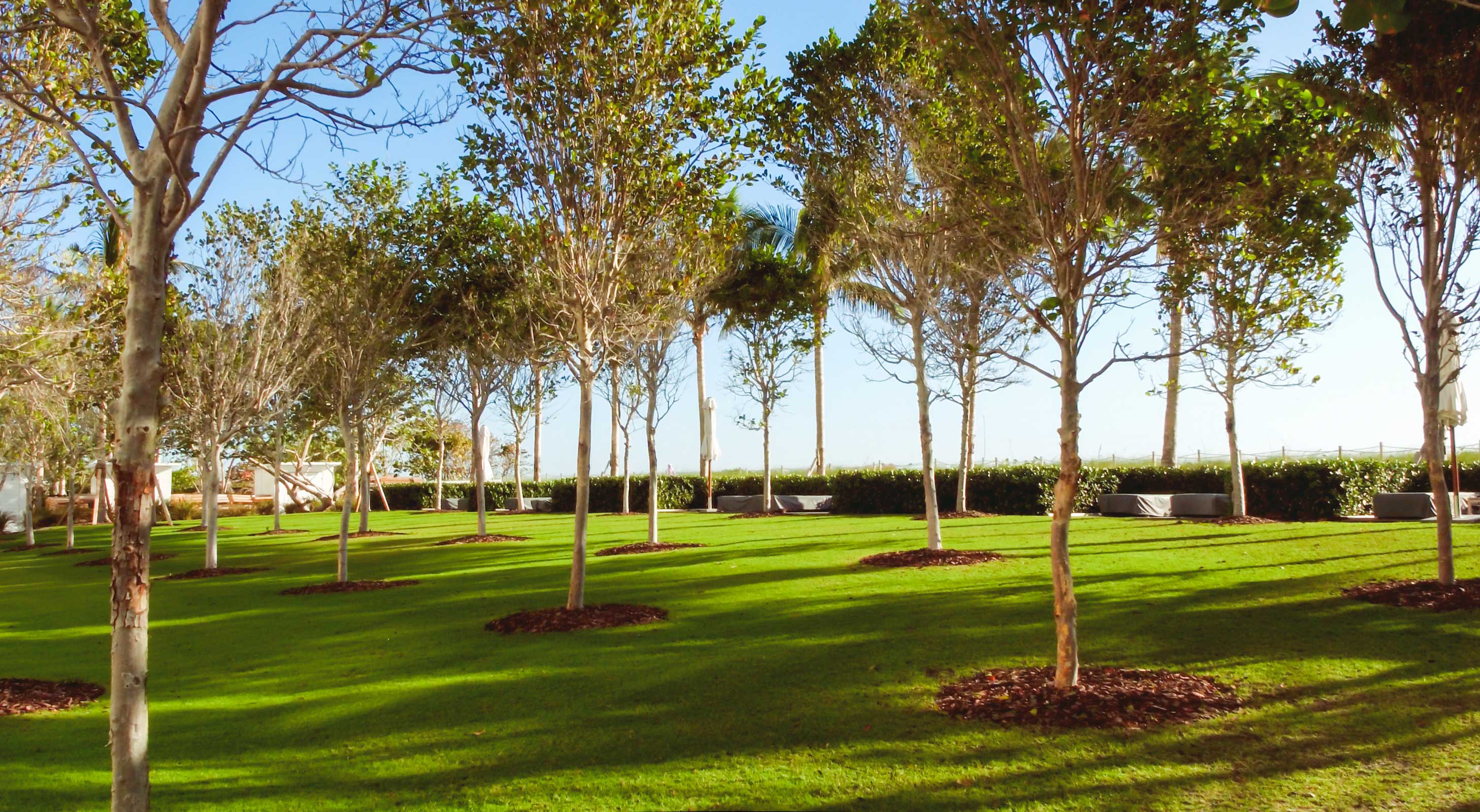A view of The Surf Club Four Seasons tree-lined garden.